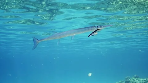 Two cleaner fish cleaning off parasites Sea pike over coral reef on sunny day Stock-Footage 237716502