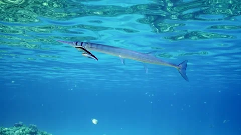 Two cleaner fish cleaning off parasites Sea pike over coral reef on sunny day Stock Footage 246358594