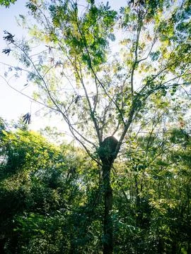 Two climbers navigate a tall tree's branches 스톡 사진
