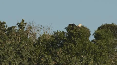 Two clip combo of an African Fish Eagle sitting in a tree Stock Footage 52424913