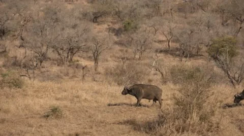 Two clip combo of buffalo crossing screen Stock Footage 52809634