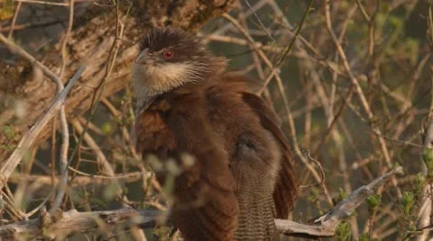 Two clip combo of a Burchell's coucal sitting on a branch and looking around Stock Footage 52618852