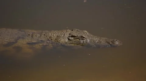 Two clip combo of crocodile lying in the water Stock Footage 52811299