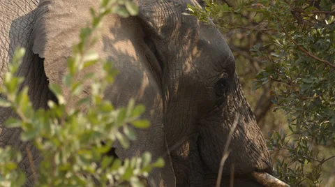 Two clip combo of an Elephant eating from a tree Stock Footage 52920889