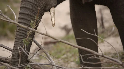 Two clip combo of Elephant eating Stock Footage 52945685