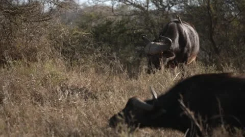 Two clip combo of a few buffalo eating grass Stock Footage 52809944