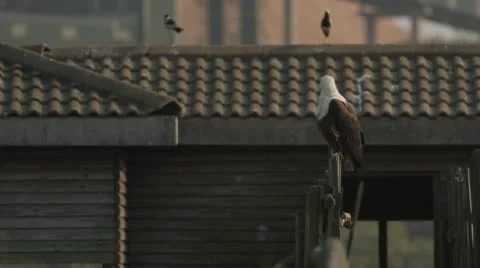 Two clip combo of Fish Eagle sitting and then flying away Stock Footage 52763410