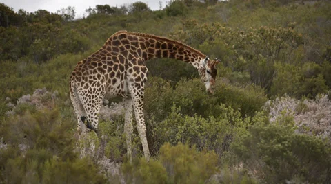 Two clip combo of Giraffe standing and eating from a tree Stock Footage 52358420