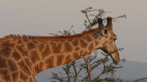 Two clip combo of Giraffe standing and eating from a tree Stock Footage 52373549