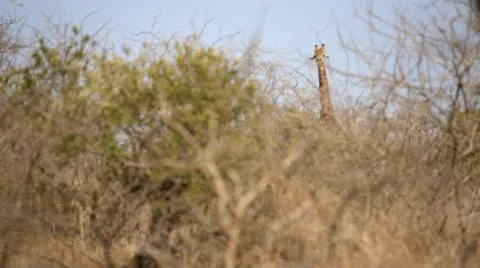 Two clip combo of Giraffe standing and eating Stock Footage 52389669