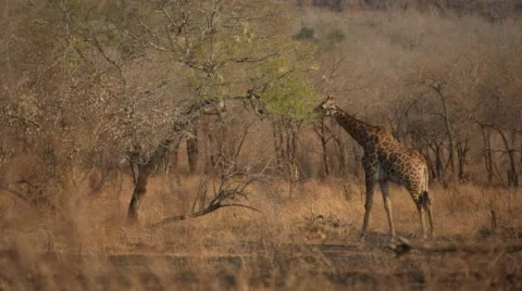 Two clip combo of Giraffe standing and eating from a tree Stock Footage 53013404