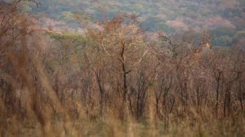 Two clip combo of a Giraffe walking through the trees Stock Footage 52982786