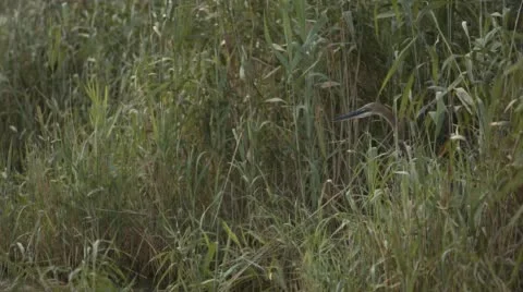 Two clip combo of a Goliath Heron sitting between reeds Stock Footage 52765555