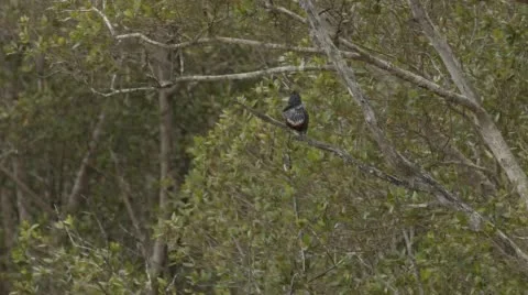 Two clip combo of a Half-collared Kingfisher sitting in a tree Stock Footage 52727810