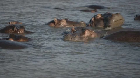 Two clip combo of a herd of hippos relaxing in the water Stock Footage 53007892