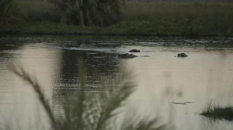 Two clip combo of hippo in water Stock Footage 52375937