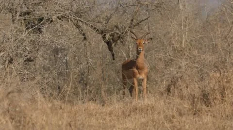 Two clip combo of an Impala standing and eating Stock Footage 52810826