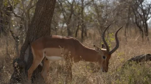 Two clip combo of Impala walking and eating Stock Footage 52767927