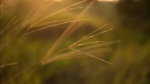 Two clip combo of long grass blowing in the wind in golden sunlight Stock Footage