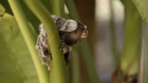 Two clip combo of Marmoset Monkey sitting and looking around Stock Footage 53057956