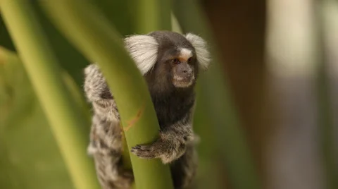 Two clip combo of Marmoset Monkey sitting and looking around Stock Footage 53059230