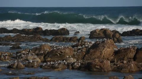 Two clip combo of multiple Seagulls sitting on a rock Stock Footage 52375402