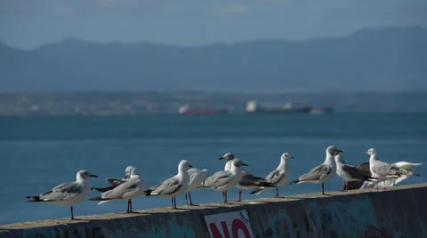 Two clip combo of multiple Seagulls sitting on a wall Stock Footage 52706139