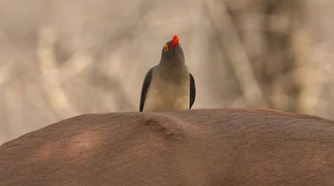 Two clip combo of a Red-billed Oxpecker sitting on a Reedbuck's back Stock Footage 52671834
