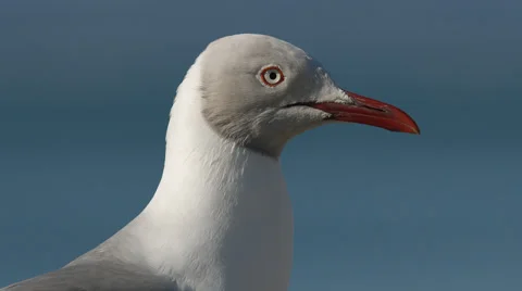 Two clip combo of Seagulls siting on a wall Stock Footage 52706737