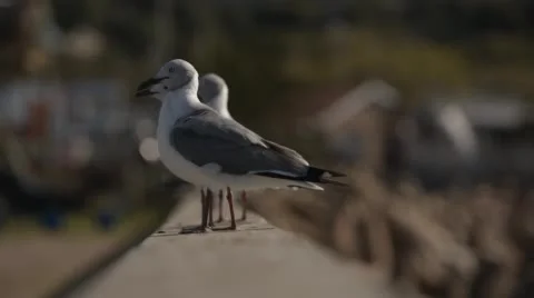 Two clip combo of Seagulls sitting on a wall with closeup on their feet Stock Footage 52762756