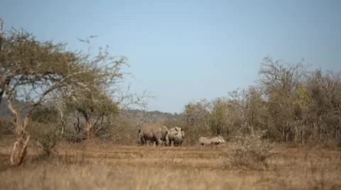 Two clip combo of three Rhinos standing in the distance Stock Footage 53059020