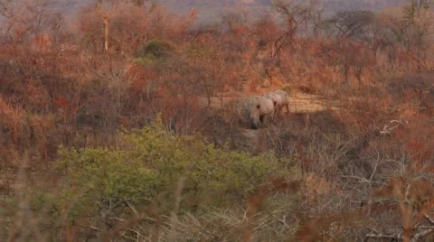 Two clip combo of three Rhinos walking Stock Footage 53063270