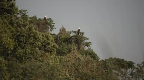 Two clip combo of two Eagles sitting in a tree Stock Footage 52767787
