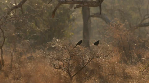 Two clip combo of two Fork-tailed Drongo birds sitting on a branch Stock Footage 52528483