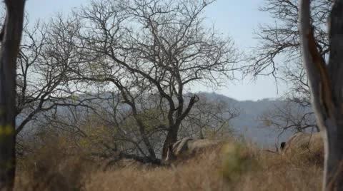 Two clip combo of two Rhinos walking into the bush Stock Footage 52358272