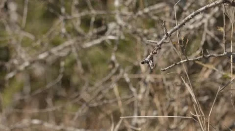 Two clip combo of a White-fronted bee-eater landing on a branch Stock Footage 52672064