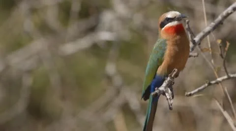Two clip combo of a White-fronted bee-eater landing on a branch Stock Footage 52707610