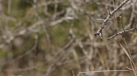 Two clip combo of a White-fronted bee-eater landing on a branch Stock Footage 52708007