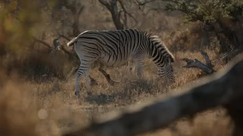 Two clip combo of Zebra eating grass Stock Footage 53064034