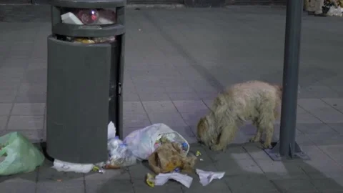 Two Clips Of Hungry Stray Dog Eating Trash In Mexico City Stock Footage 154548094