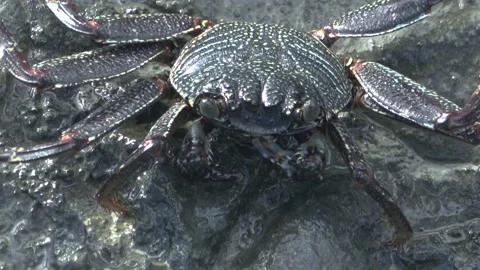 Two Clips Of Small Crabs On Rocky Beach, Honolulu, Hawaii Stock Footage 154340509