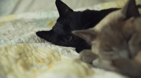Two Clips of  two cats laying in bed together, medium and close. Stock Footage 51742730
