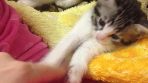 Two close-up kittens rub each other on the edge of the road. Stock Footage 143242116