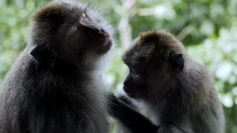 Two close-up monkeys sitting in the forest Stock Footage 251662358