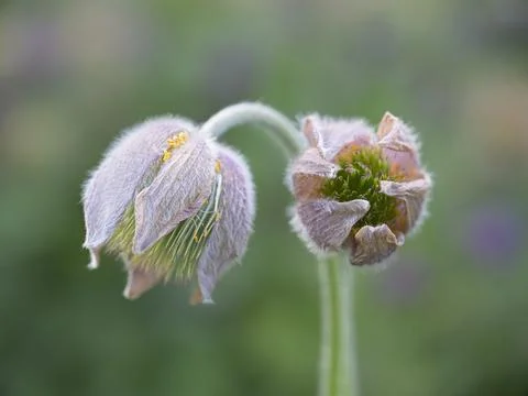 Two closed pasque flowers. Stock Photos