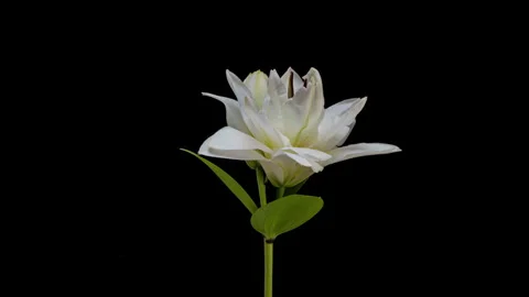 Two closed white lily buds gradually open into multiple spectacular double... Stock Footage 344742871