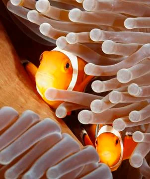 Two Clown Anemonefish Stock Photos