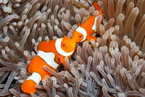 Two Clown Anemonefish Foto stock