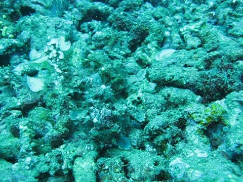 Two Clown Frogfish walking on the reef floor Stock Footage 26208804