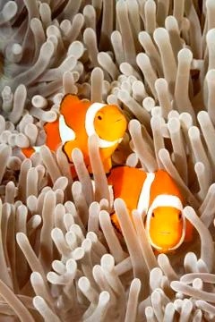 Two Clownfish Stock Photos